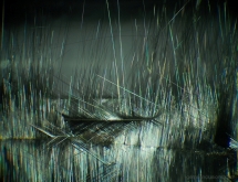 Rutile and brookite inclusions in quartz