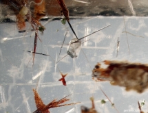 Columbite-tantalite, green garnet and beryl hexagonal prism in aquamarine