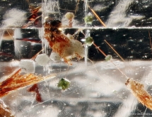 Brown columbite-tantalite together with green and white garnet in aquamarine from Pakistan