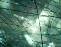 Actinolite inclusions in apatite