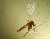 Insect inclusion in copal, Colombia