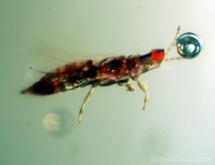 Insect inclusion in copal, Colombia