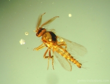 Insect inclusion in copal, Colombia