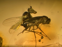 Insects inclusions in amber, Dominican Republic