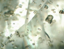 Apatite in unheated sapphire