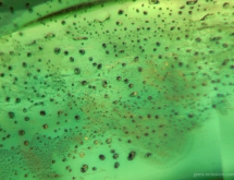 Two phase solid-gaseous inclusions in heat-treated green sapphire