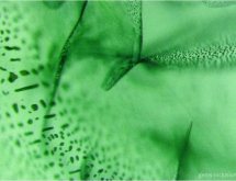 Veil of flux inclusions in synthetic Russian flux-grown emerald