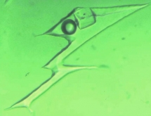 Three-phase inclusions in colombian emerald