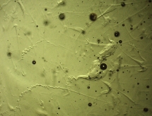 Bubbles and swirls in moldavite