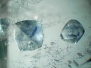 By host mineral