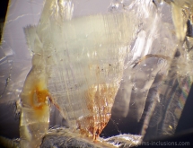 Fluorite inclusions in topaz