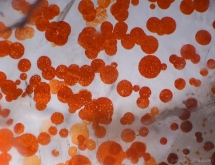 Iron oxyhydroxydes in quartz