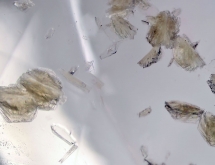 Moscovite flakes in quartz