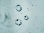 Negative crystals