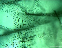 Veil of flux inclusions in synthetic Russian flux-grown emerald