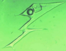 Three-phase inclusions in Colombian emerald