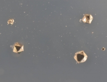 Combined octahedron pyrite crystals in quartz