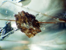 Carbonate and rutile in quartz