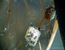 Carbonate and rutile in quartz