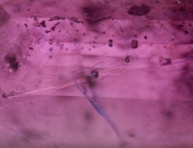 Lead glass filled ruby (composite ruby)