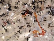 Unknown inclusions in beryl