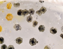 Unknown inclusions in colorless topaz