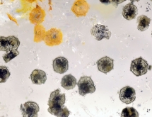 Unknown inclusions in colorless topaz